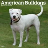 2025 Calendars|BrownTrout 2025 American Bulldogs 12" x 12" Monthly Square Wall Calendar (9781975478223)
