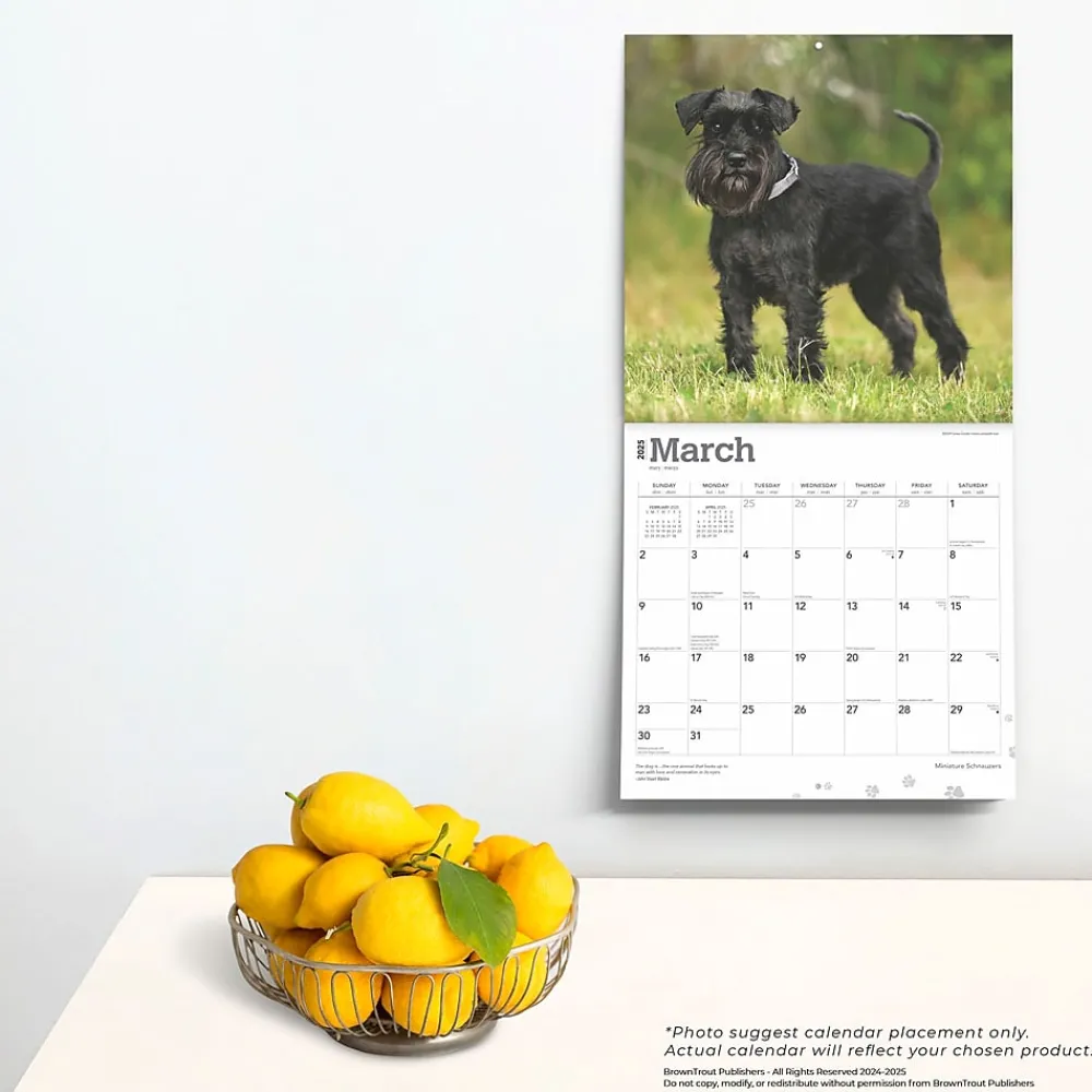 2025 Calendars|BrownTrout 2025 ature Schnauzers 12" x 12" Monthly Wall Calendar (9781975477684)