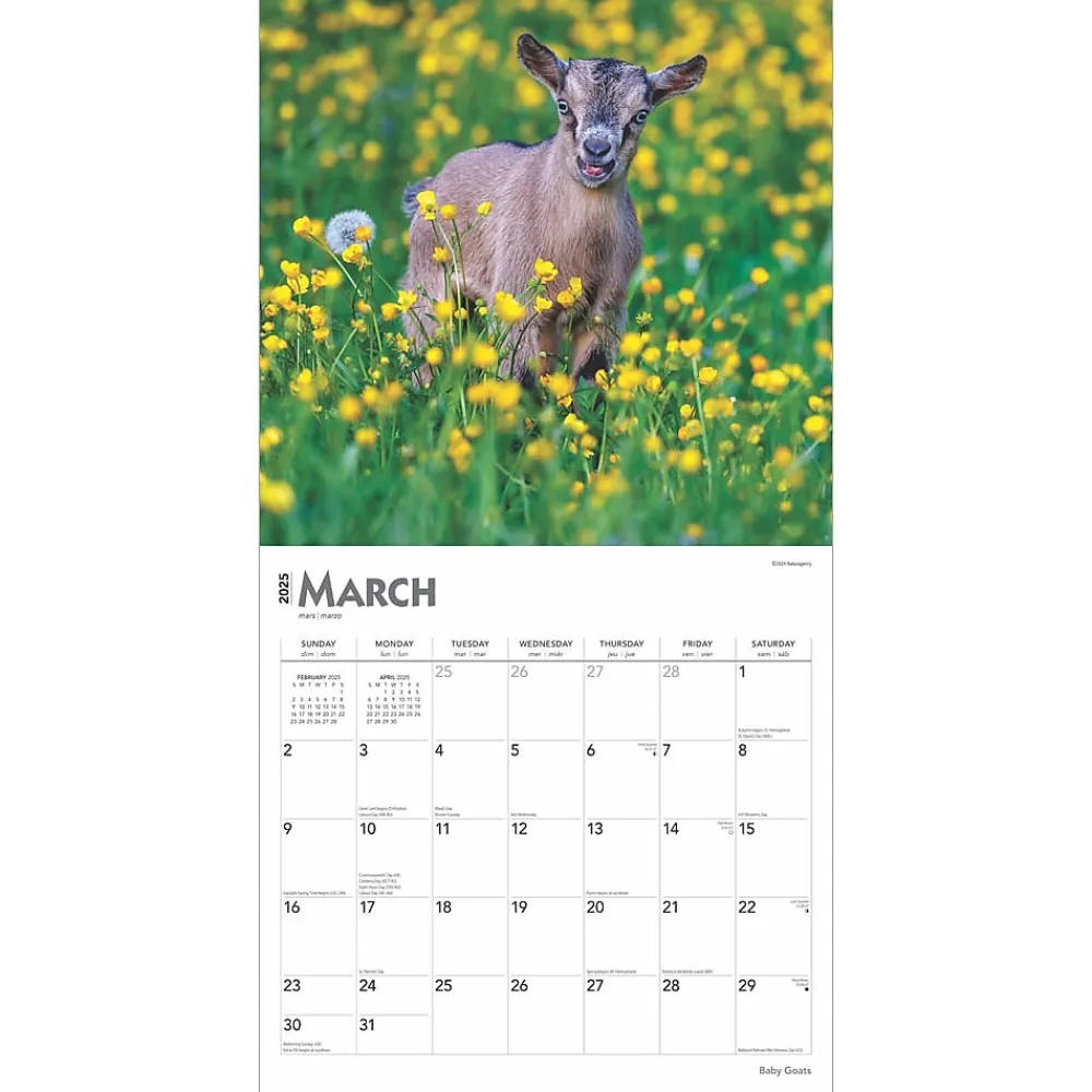 2025 Calendars|BrownTrout 2025 Baby Goats 12" x 12" Monthly Wall Calendar (9781975476571)