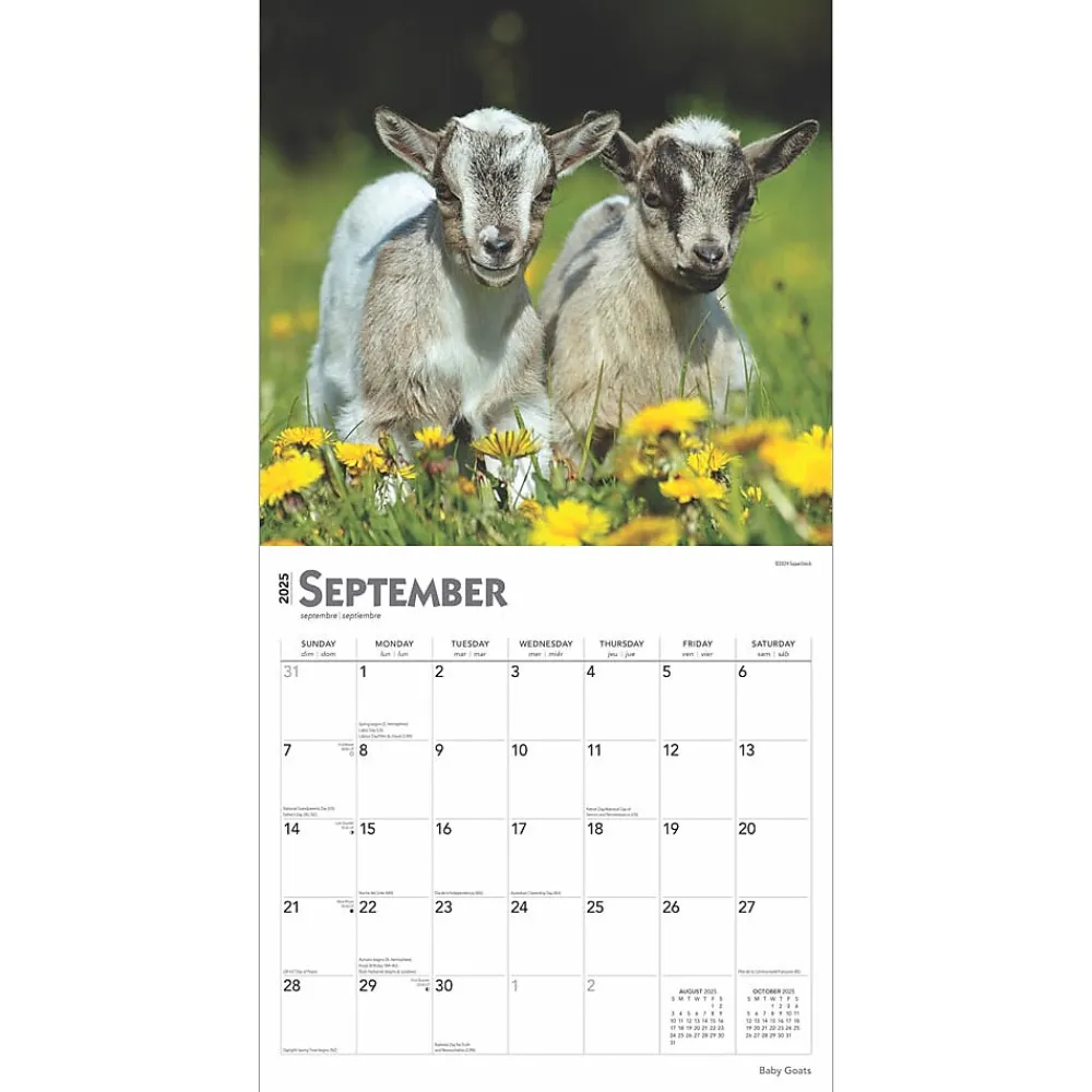 2025 Calendars|BrownTrout 2025 Baby Goats 12" x 12" Monthly Wall Calendar (9781975476571)