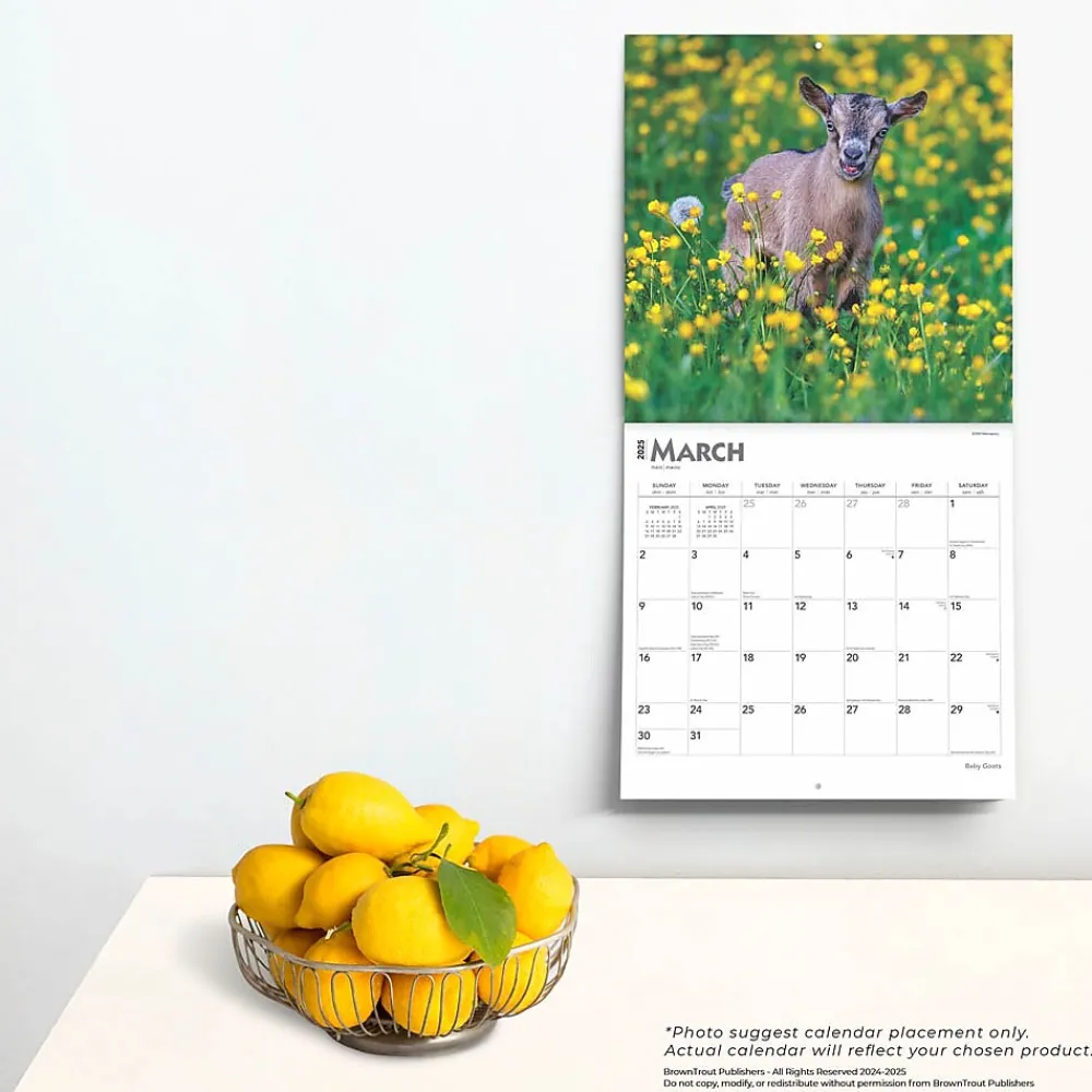 2025 Calendars|BrownTrout 2025 Baby Goats 12" x 12" Monthly Wall Calendar (9781975476571)