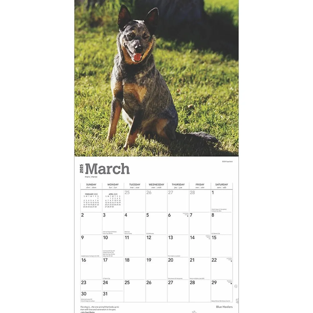 2025 Calendars|BrownTrout 2025 Blue Heelers 12" x 12" Monthly Wall Calendar (9781975476663)