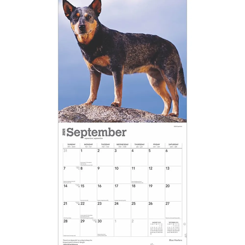 2025 Calendars|BrownTrout 2025 Blue Heelers 12" x 12" Monthly Wall Calendar (9781975476663)