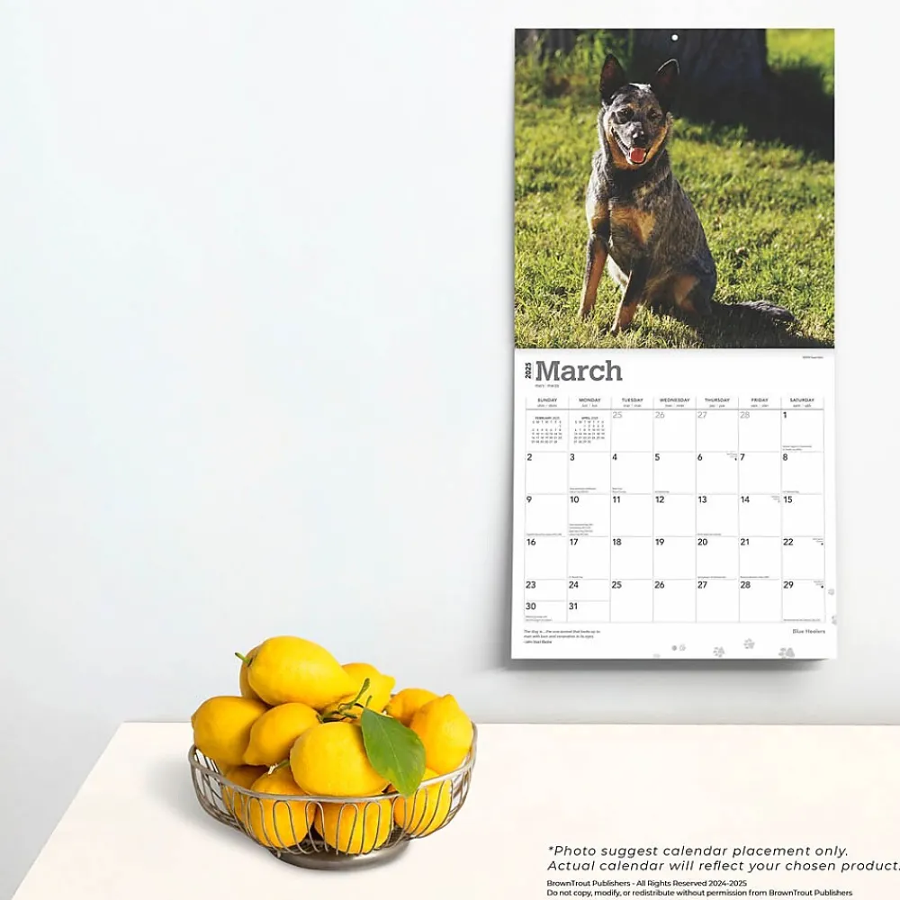 2025 Calendars|BrownTrout 2025 Blue Heelers 12" x 12" Monthly Wall Calendar (9781975476663)