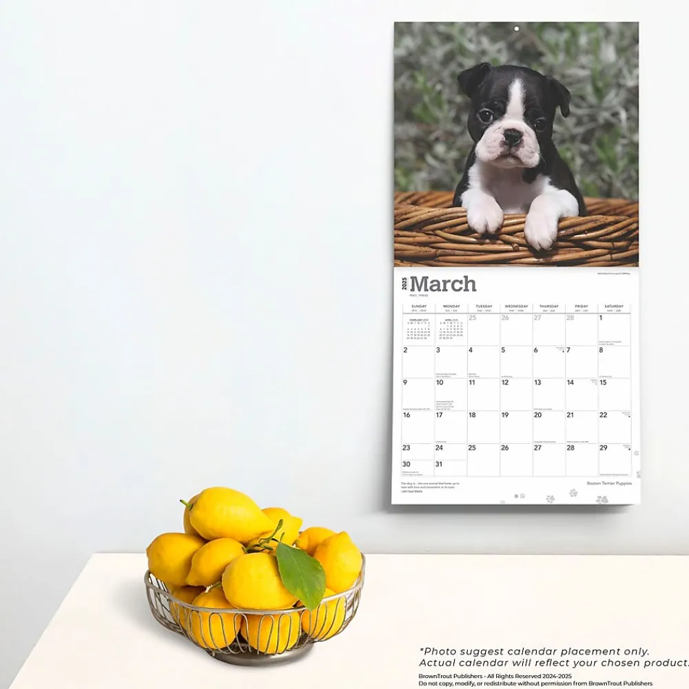 2025 Calendars|BrownTrout 2025 Boston Terrier Puppies 12" x 12" Monthly Wall Calendar (9781975476694)