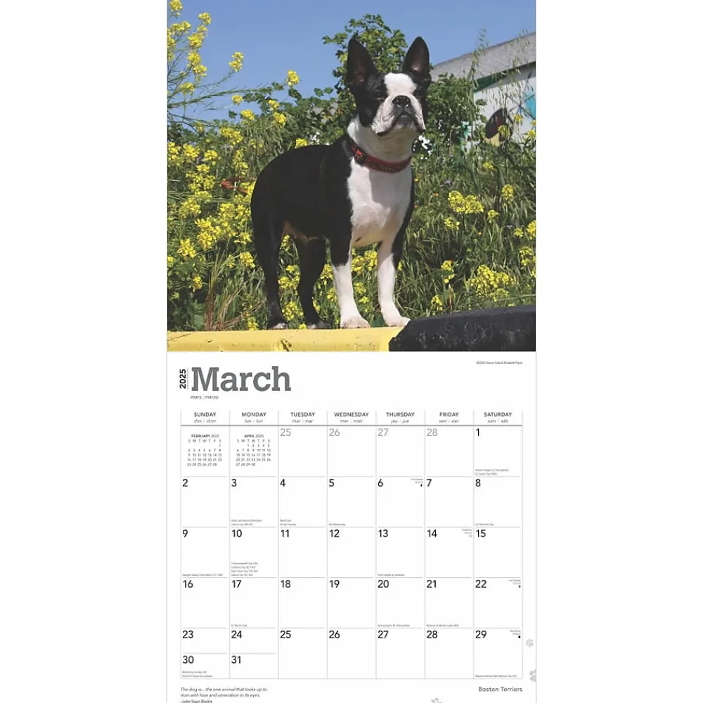 2025 Calendars|BrownTrout 2025 Boston Terriers 12" x 12" Monthly Wall Calendar (9781975476700)