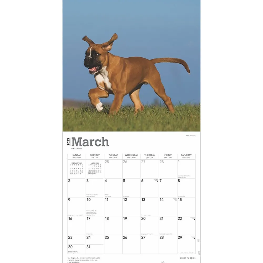 2025 Calendars|BrownTrout 2025 Boxer Puppies 12" x 12" Monthly Wall Calendar (9781975476717)