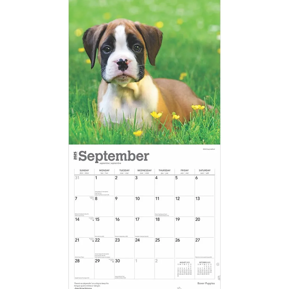 2025 Calendars|BrownTrout 2025 Boxer Puppies 12" x 12" Monthly Wall Calendar (9781975476717)