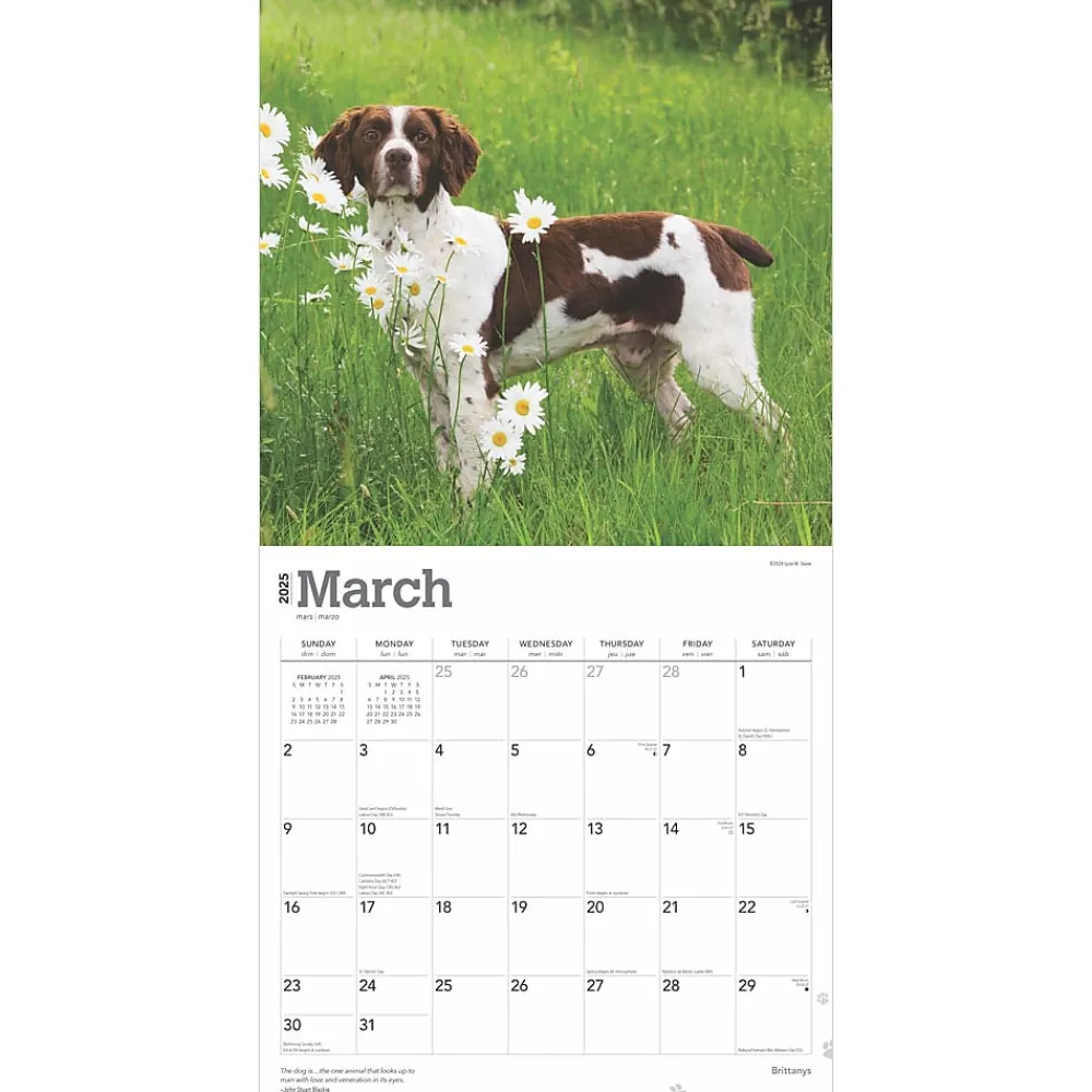 2025 Calendars|BrownTrout 2025 Brittanys 12" x 12" Monthly Wall Calendar (9781975476731)