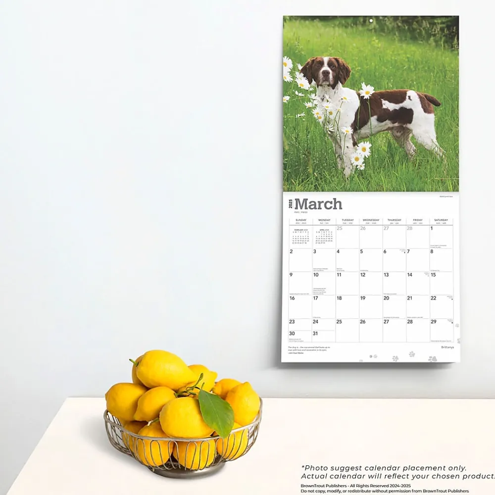 2025 Calendars|BrownTrout 2025 Brittanys 12" x 12" Monthly Wall Calendar (9781975476731)