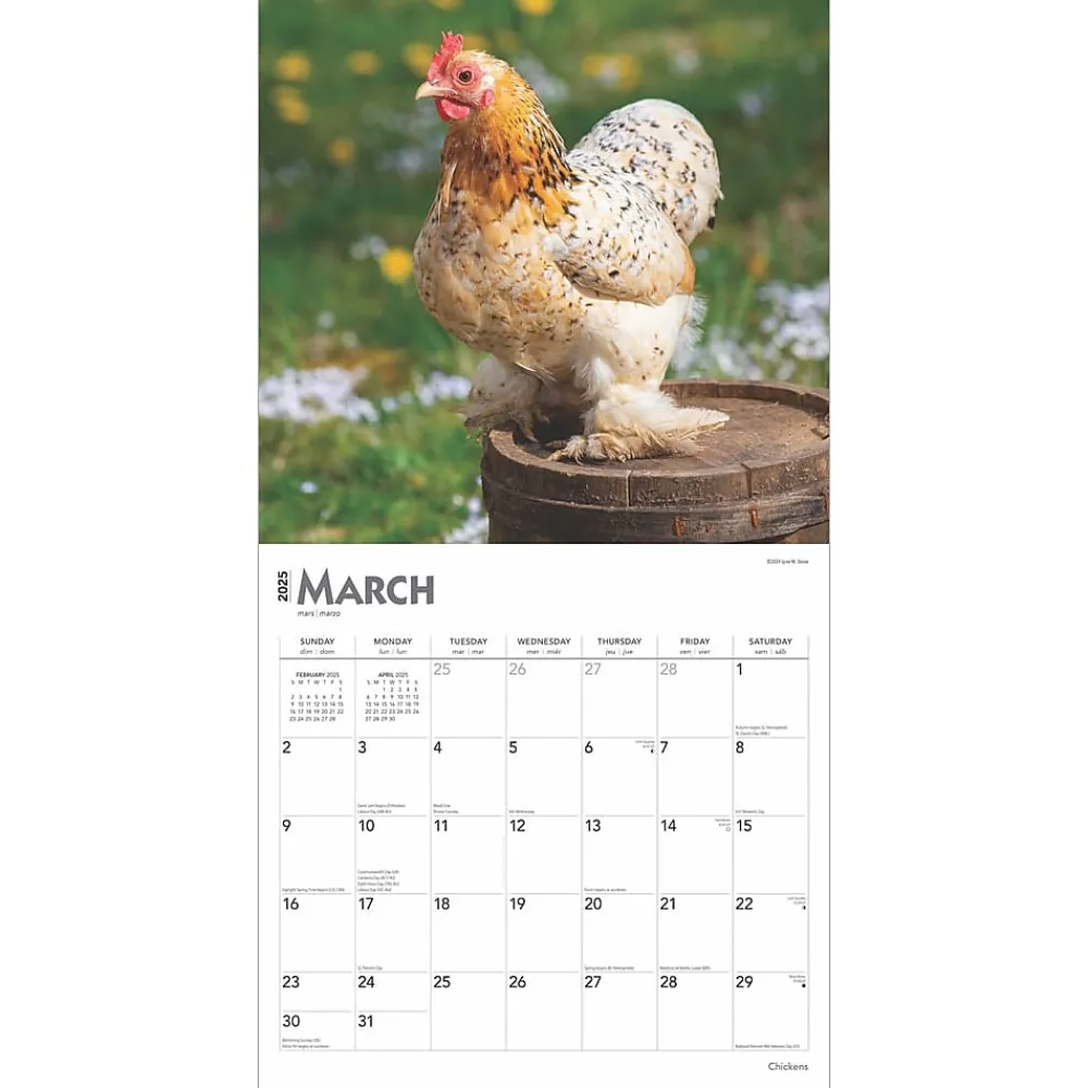 2025 Calendars|BrownTrout 2025 Chickens 12" x 24" Monthly Square Wall Calendar, (9781975476830)