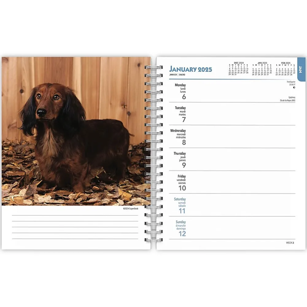 2025 Planners|BrownTrout 2025 Dachshunds 6" x 7.75" Weekly Engagement Planner, Paper Cover, Multicolored (9781975473174)