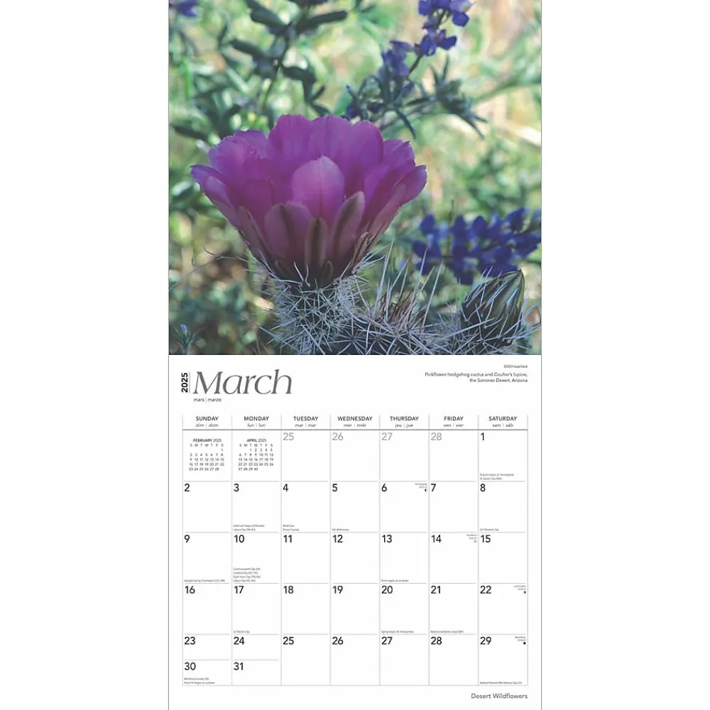 2025 Calendars|BrownTrout 2025 Desert Wildflowers 12" x 12" Monthly Wall Calendar (9781975476014)