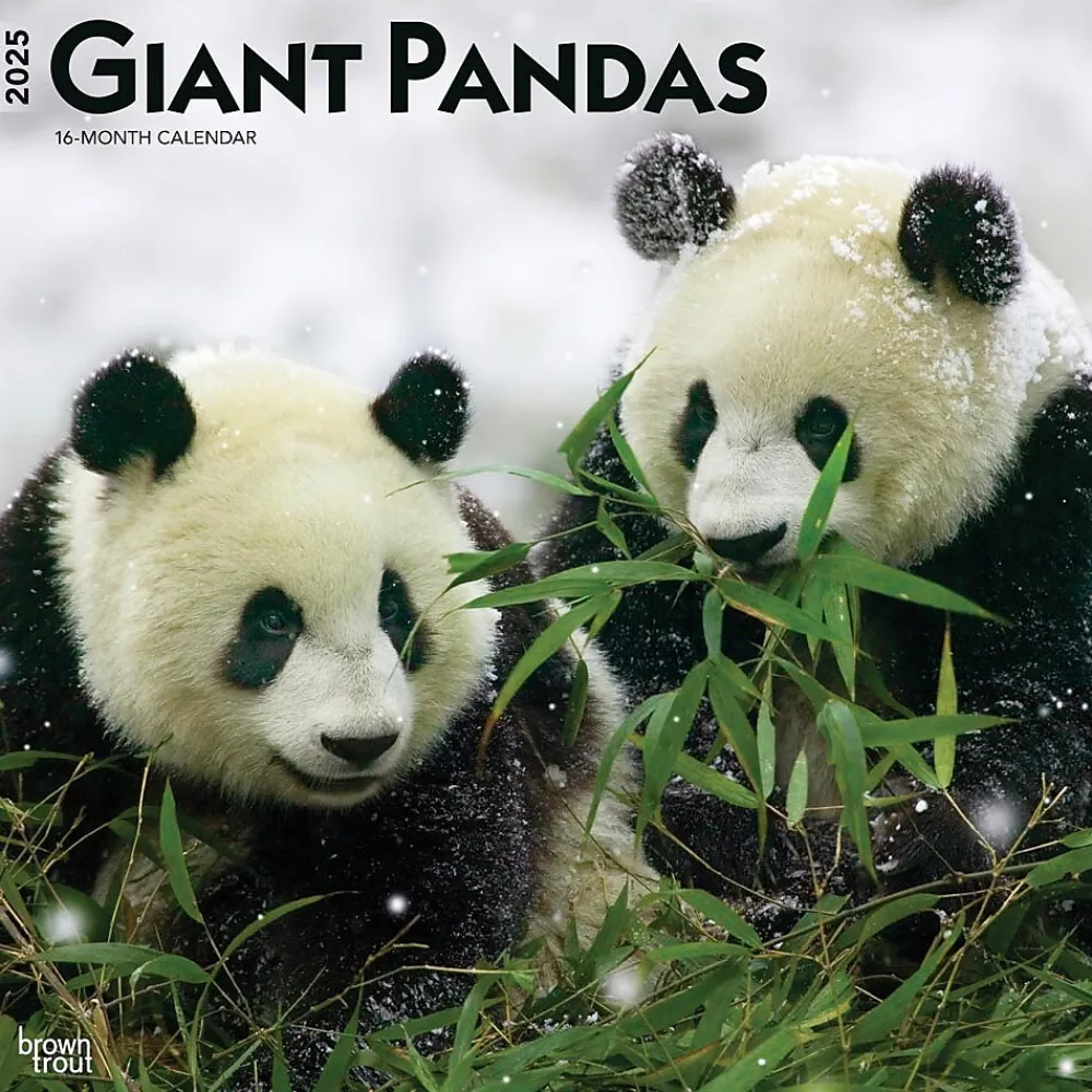 2025 Calendars|BrownTrout 2025 Giant Pandas 12" x 12" Monthly Wall Calendar (9781975474843)