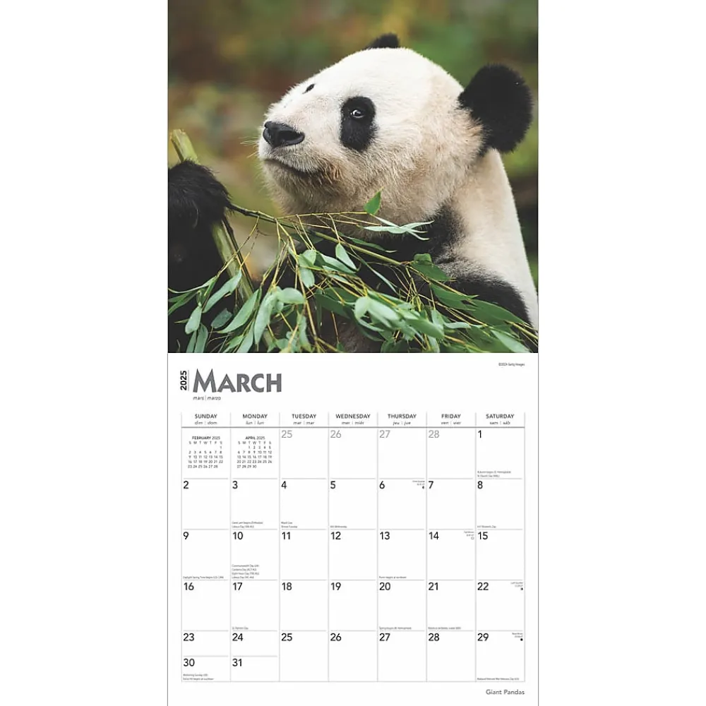 2025 Calendars|BrownTrout 2025 Giant Pandas 12" x 12" Monthly Wall Calendar (9781975474843)