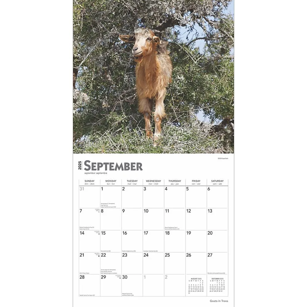 2025 Calendars|BrownTrout 2025 Goats in Trees 12" x 12" Monthly Square Wall Calendar (9781975477059)