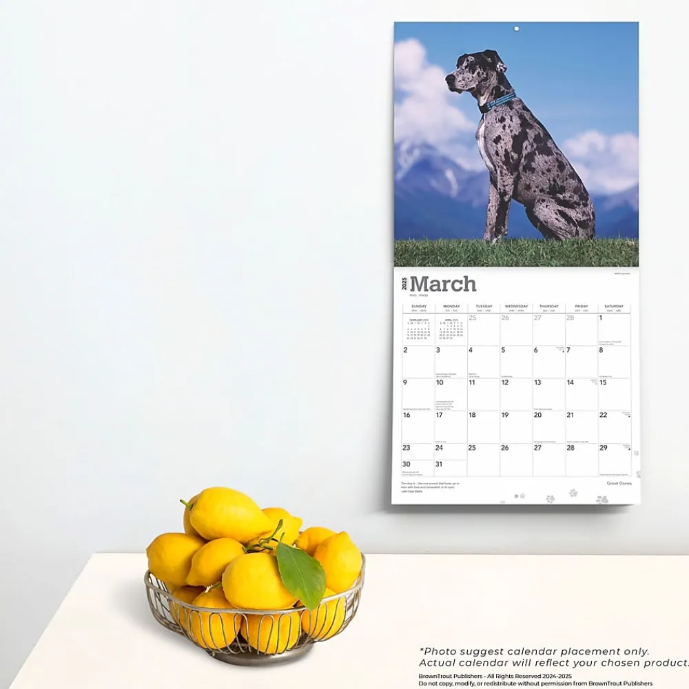 2025 Calendars|BrownTrout 2025 Great Danes 12" x 12" Monthly Square Wall Calendar (9781975477103)