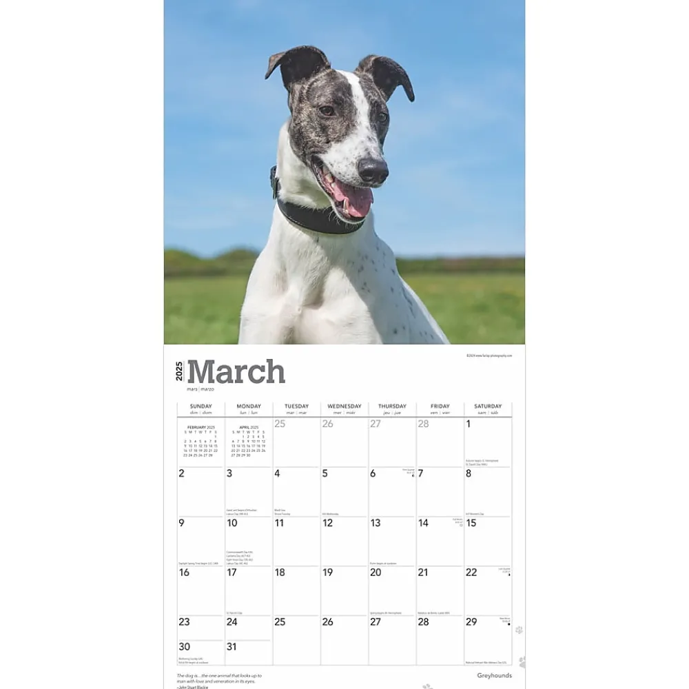 2025 Calendars|BrownTrout 2025 Greyhounds 12" x 12" Monthly Wall Calendar (9781975477127)