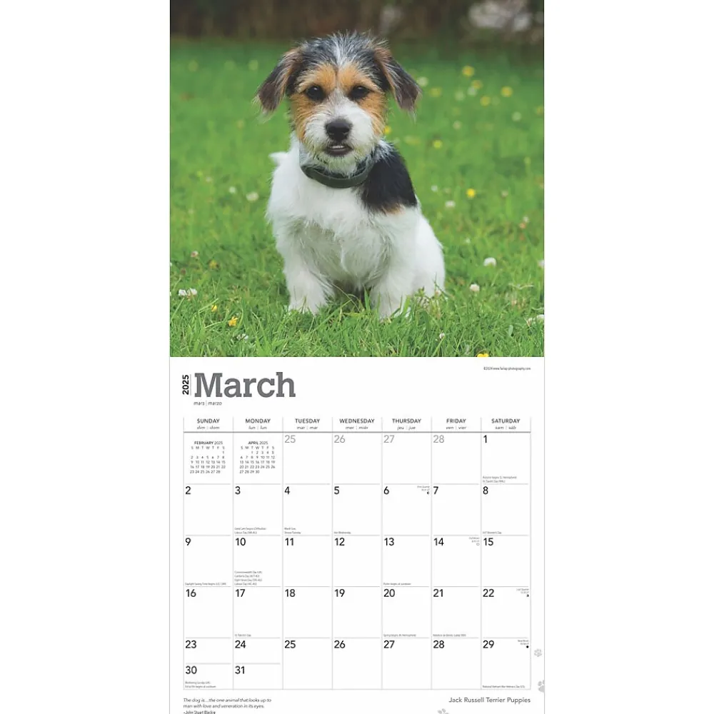 2025 Calendars|BrownTrout 2025 Jack Russell Terrier Puppies 12" x 12" Monthly Wall Calendar (9781975477226)