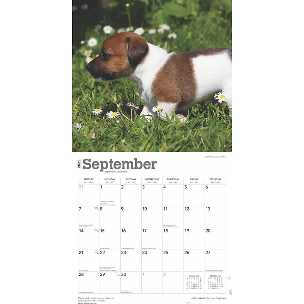 2025 Calendars|BrownTrout 2025 Jack Russell Terrier Puppies 12" x 12" Monthly Wall Calendar (9781975477226)