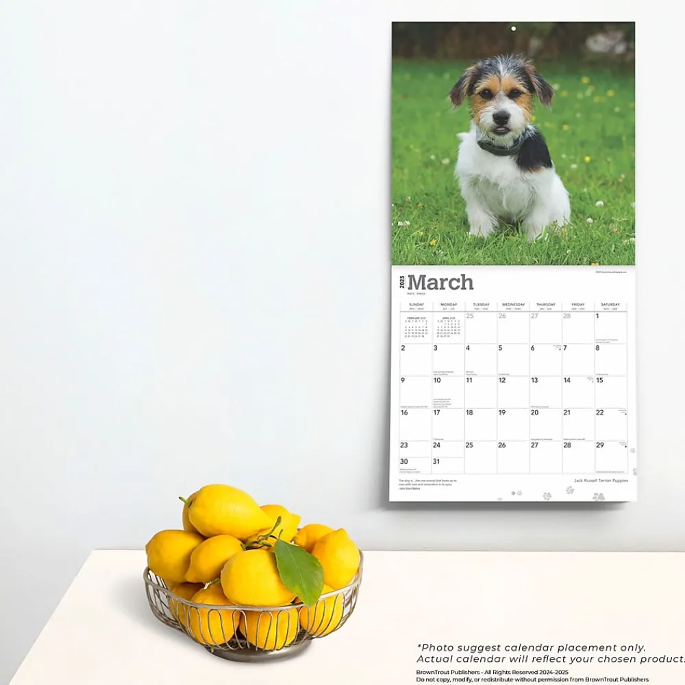 2025 Calendars|BrownTrout 2025 Jack Russell Terrier Puppies 12" x 12" Monthly Wall Calendar (9781975477226)