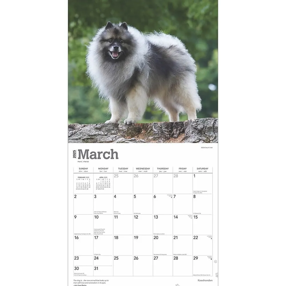 2025 Calendars|BrownTrout 2025 Keeshonden 12" x 12" Monthly Wall Calendar (9781975477264)
