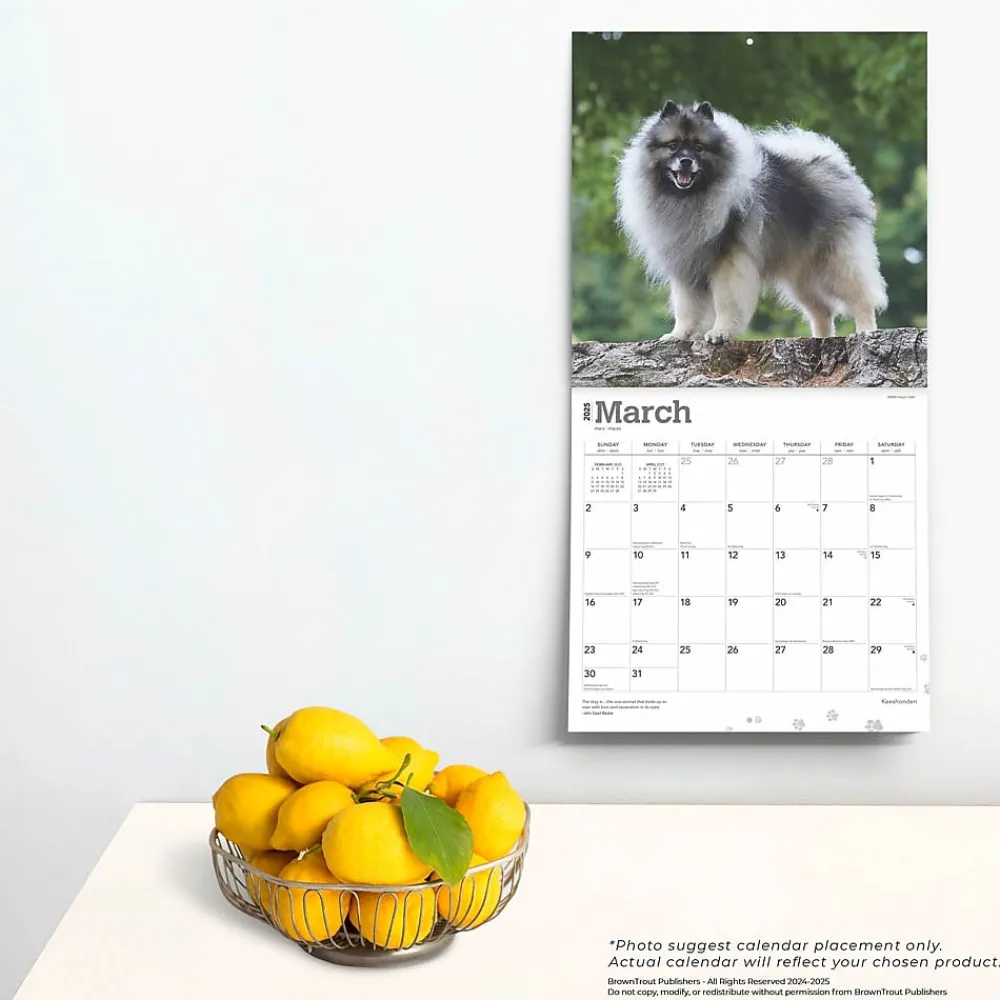 2025 Calendars|BrownTrout 2025 Keeshonden 12" x 12" Monthly Wall Calendar (9781975477264)