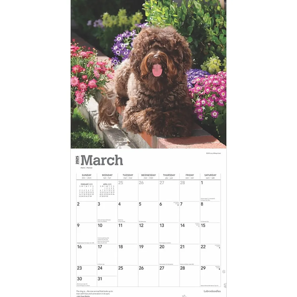 2025 Calendars|BrownTrout 2025 Labradoodles 12" x 24" Monthly Square Wall Calendar, (9781975477295)