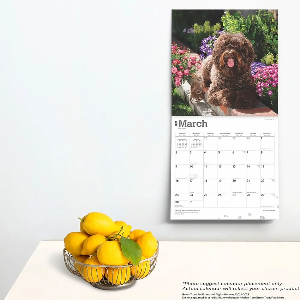 2025 Calendars|BrownTrout 2025 Labradoodles 12" x 24" Monthly Square Wall Calendar, (9781975477295)