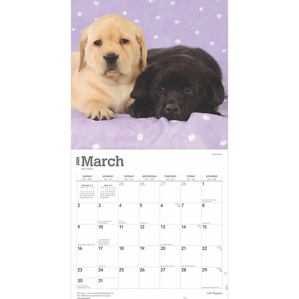 2025 Calendars|BrownTrout 2025 Labrador Retriever Puppies 12" x 12" Monthly Wall Calendar (9781975477301)