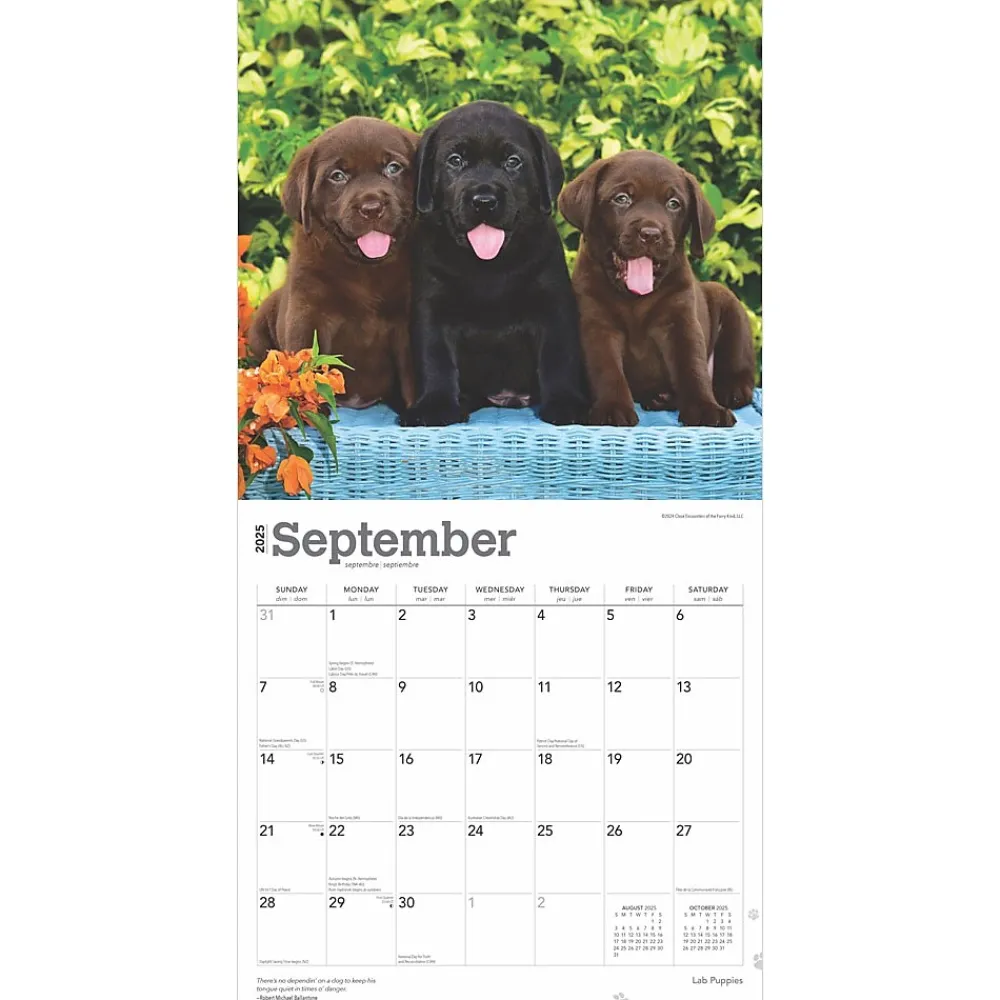 2025 Calendars|BrownTrout 2025 Labrador Retriever Puppies 12" x 12" Monthly Wall Calendar (9781975477301)