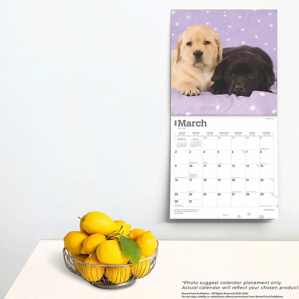 2025 Calendars|BrownTrout 2025 Labrador Retriever Puppies 12" x 12" Monthly Wall Calendar (9781975477301)