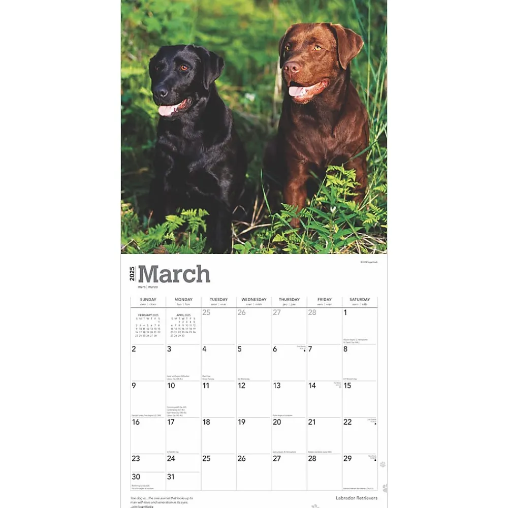 2025 Calendars|BrownTrout 2025 Labrador Retrievers 12" x 12" Monthly Wall Calendar (9781975477332)