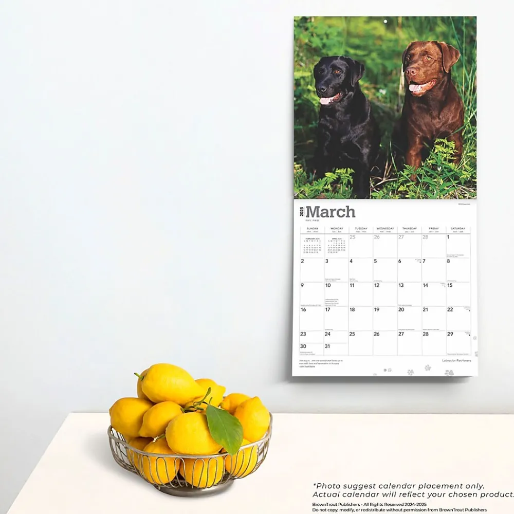 2025 Calendars|BrownTrout 2025 Labrador Retrievers 12" x 12" Monthly Wall Calendar (9781975477332)
