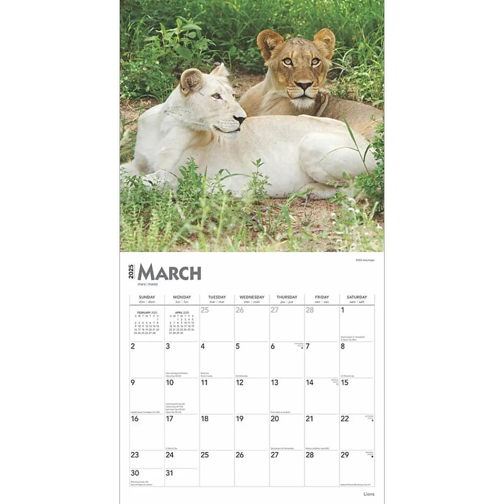 2025 Calendars|BrownTrout 2025 Lions 12" x 12" Monthly Wall Calendar (9781975476458)