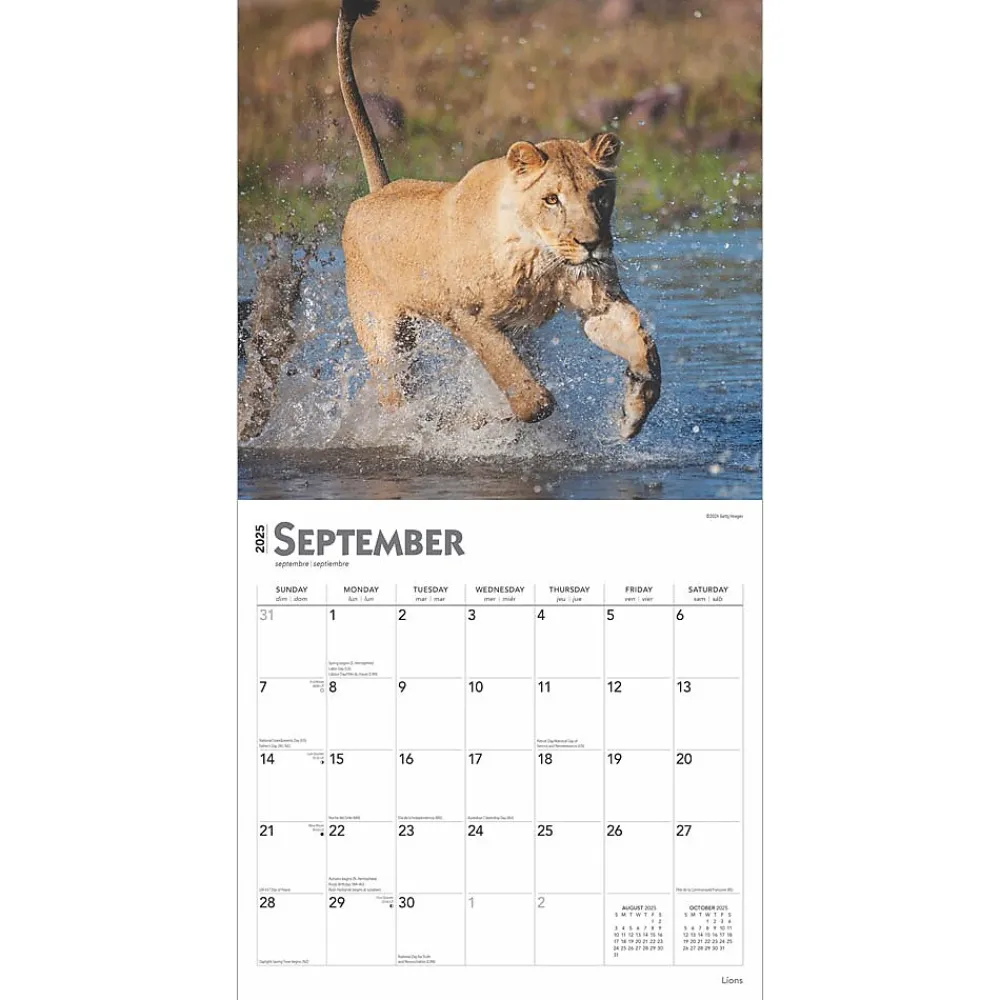 2025 Calendars|BrownTrout 2025 Lions 12" x 12" Monthly Wall Calendar (9781975476458)
