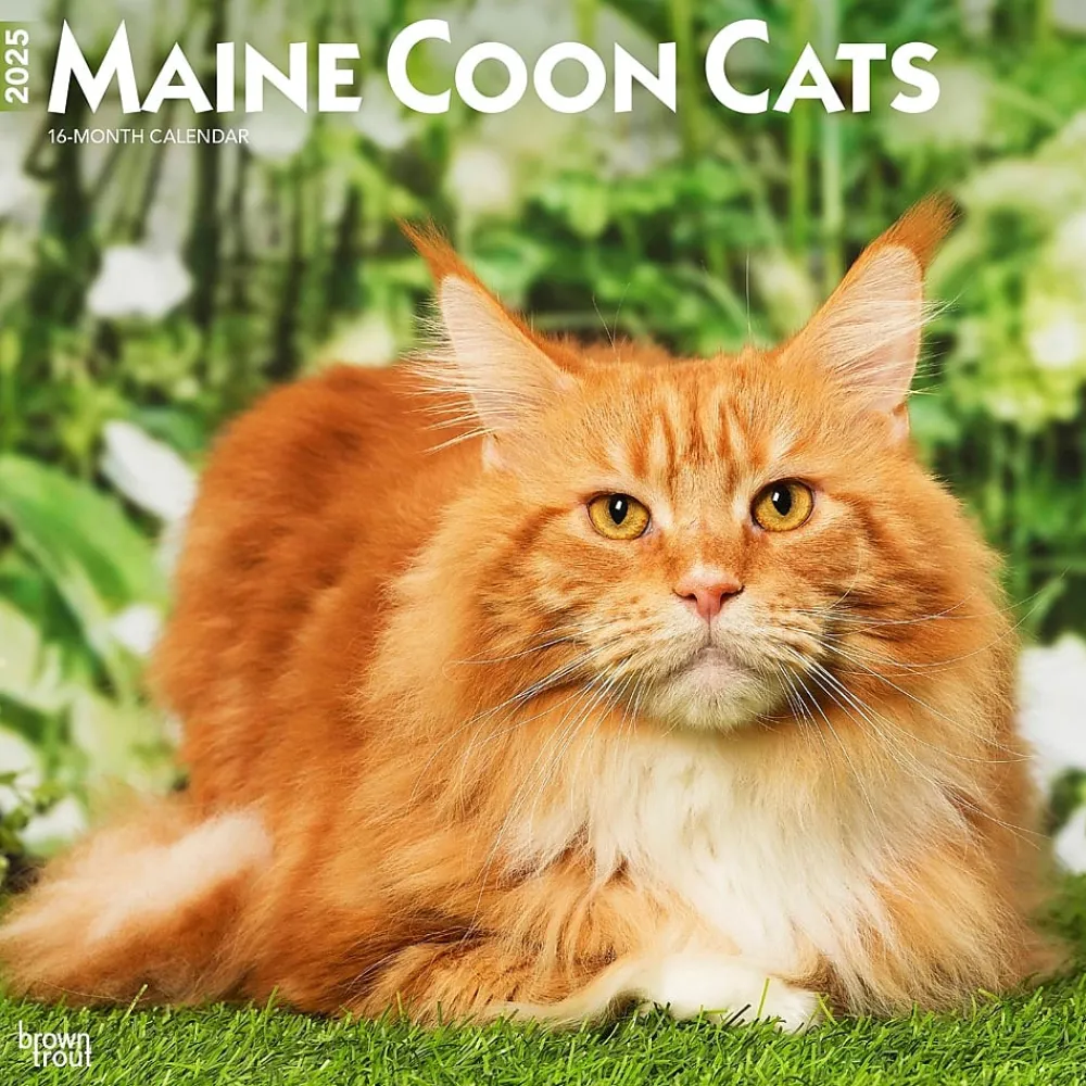 2025 Calendars|BrownTrout 2025 Maine Coon Cats 12" x 24" Monthly Square Wall Calendar, (9781975477387)