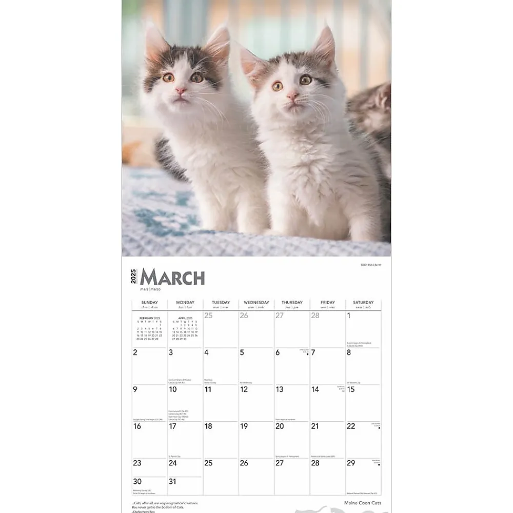 2025 Calendars|BrownTrout 2025 Maine Coon Cats 12" x 24" Monthly Square Wall Calendar, (9781975477387)