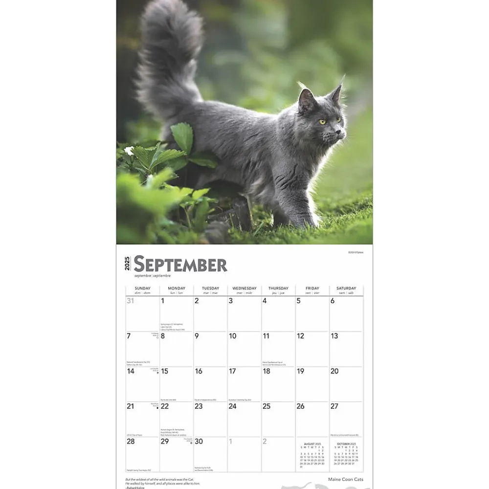2025 Calendars|BrownTrout 2025 Maine Coon Cats 12" x 24" Monthly Square Wall Calendar, (9781975477387)