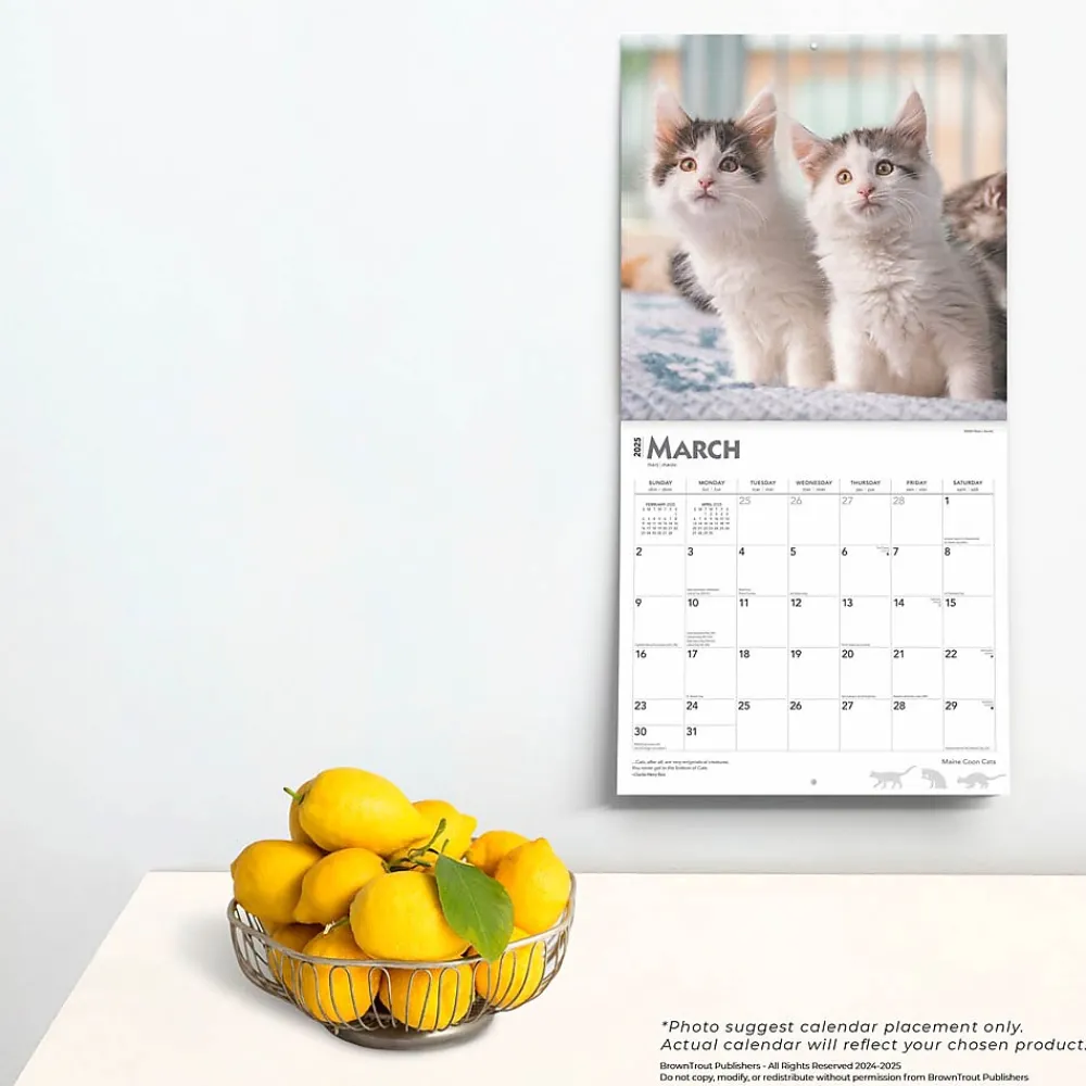 2025 Calendars|BrownTrout 2025 Maine Coon Cats 12" x 24" Monthly Square Wall Calendar, (9781975477387)