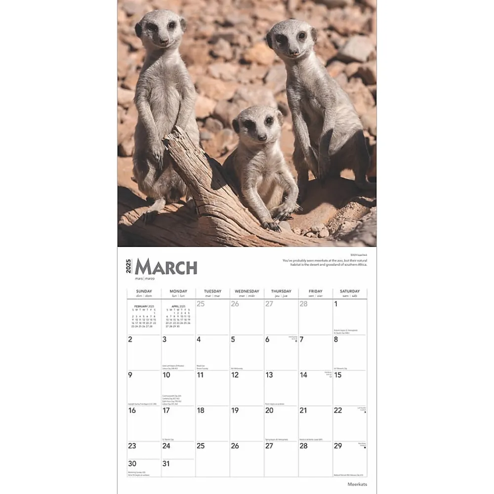 2025 Calendars|BrownTrout 2025 Meerkats 12" x 12" Monthly Square Wall Calendar (9781975475215)