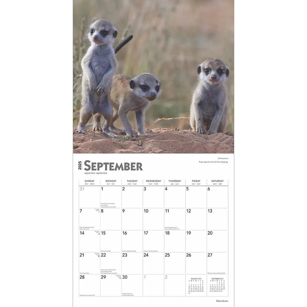 2025 Calendars|BrownTrout 2025 Meerkats 12" x 12" Monthly Square Wall Calendar (9781975475215)