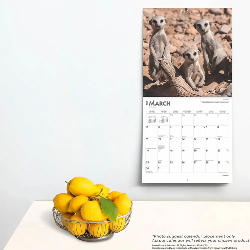 2025 Calendars|BrownTrout 2025 Meerkats 12" x 12" Monthly Square Wall Calendar (9781975475215)