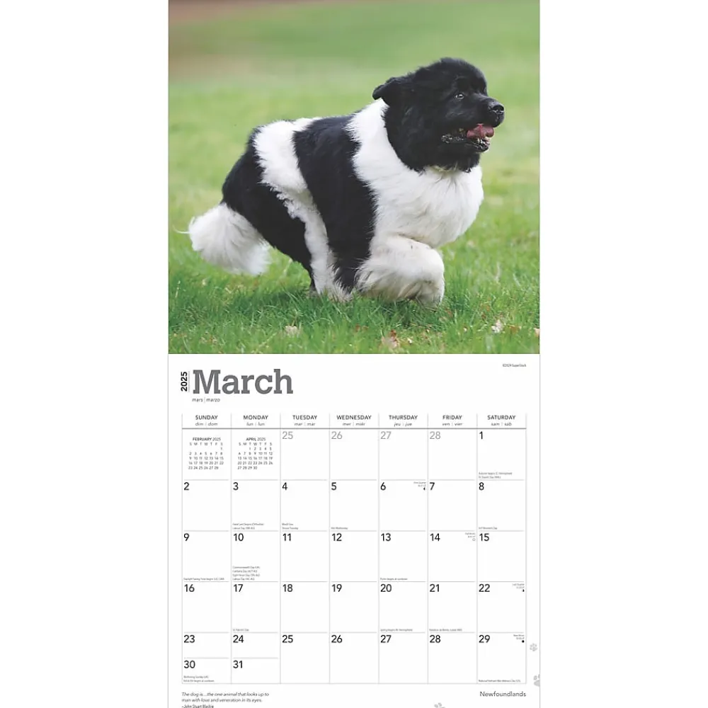 2025 Calendars|BrownTrout 2025 Newfoundlands 12" x 12" Monthly Wall Calendar (9781975477479)