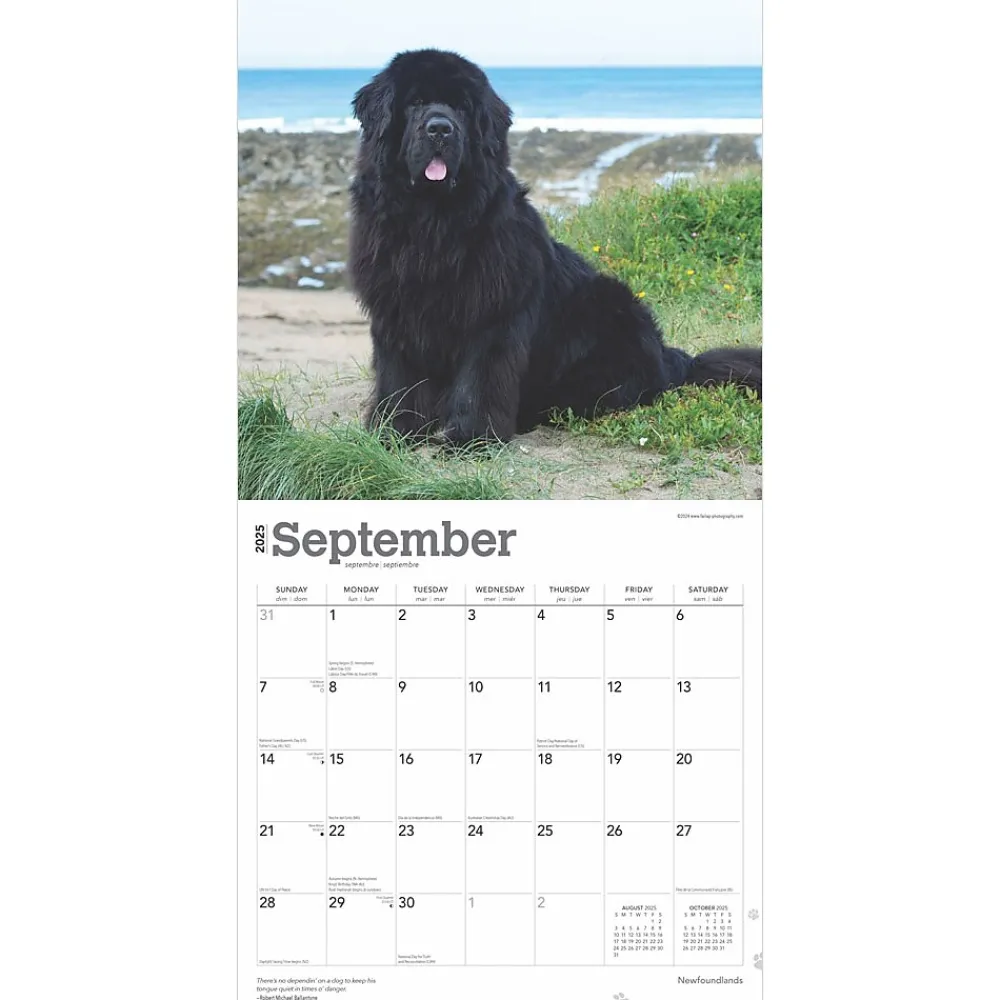 2025 Calendars|BrownTrout 2025 Newfoundlands 12" x 12" Monthly Wall Calendar (9781975477479)