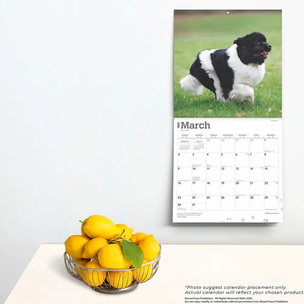 2025 Calendars|BrownTrout 2025 Newfoundlands 12" x 12" Monthly Wall Calendar (9781975477479)
