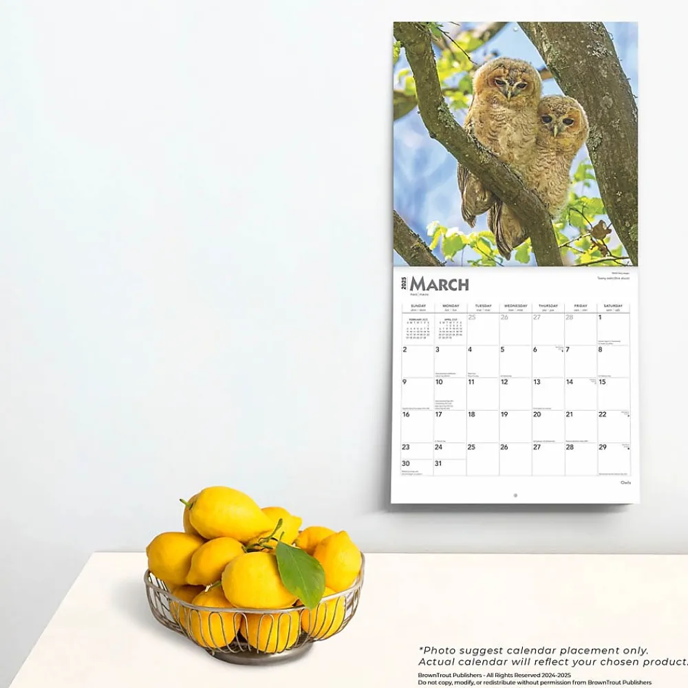 2025 Calendars|BrownTrout 2025 Owls 12" x 12" Monthly Wall Calendar (9781975477509)