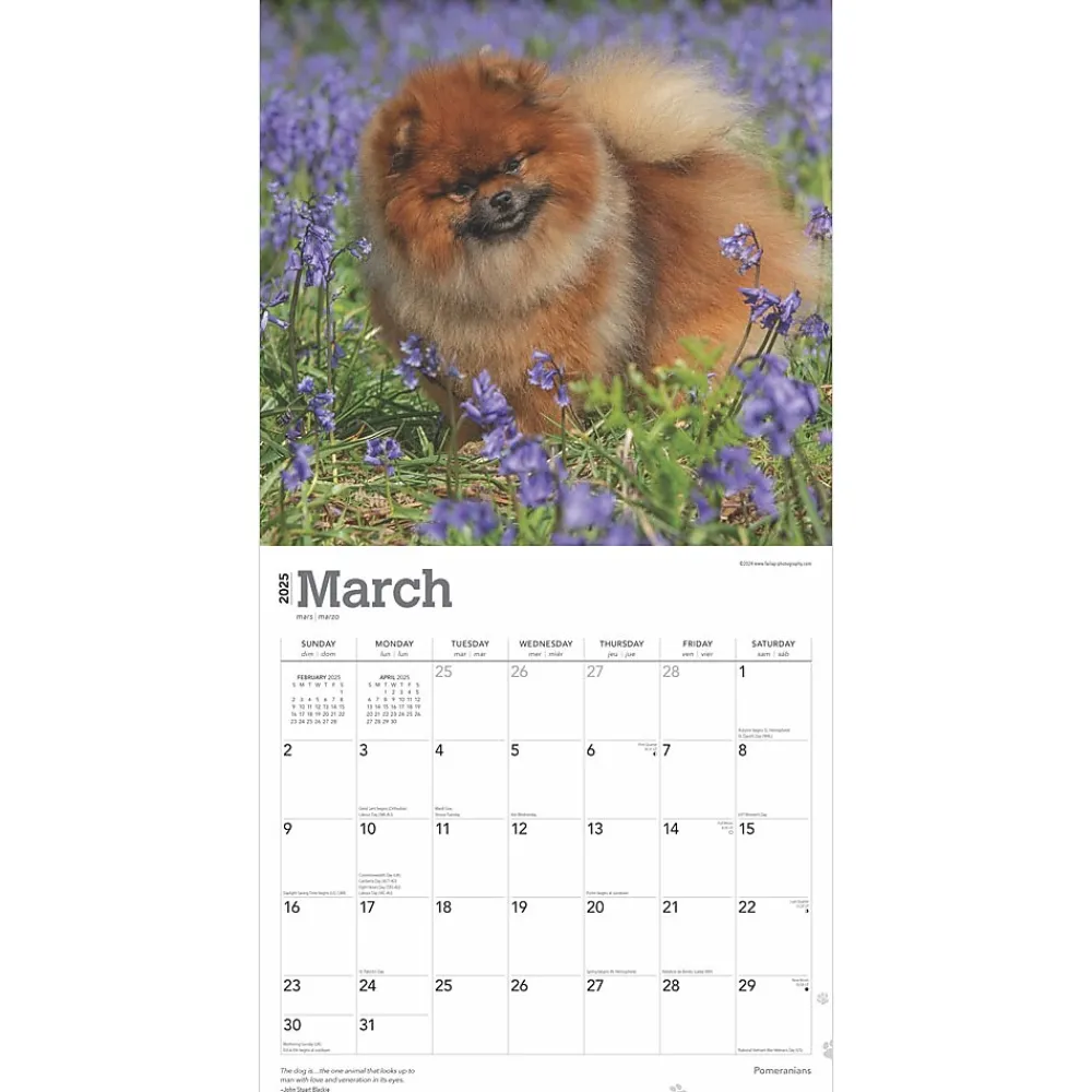 2025 Calendars|BrownTrout 2025 Pomeranians 12" x 12" Monthly Wall Calendar (9781975477530)
