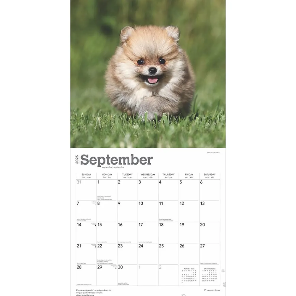 2025 Calendars|BrownTrout 2025 Pomeranians 12" x 12" Monthly Wall Calendar (9781975477530)