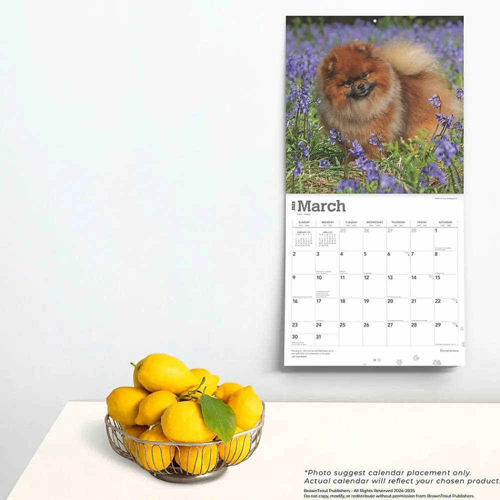 2025 Calendars|BrownTrout 2025 Pomeranians 12" x 12" Monthly Wall Calendar (9781975477530)